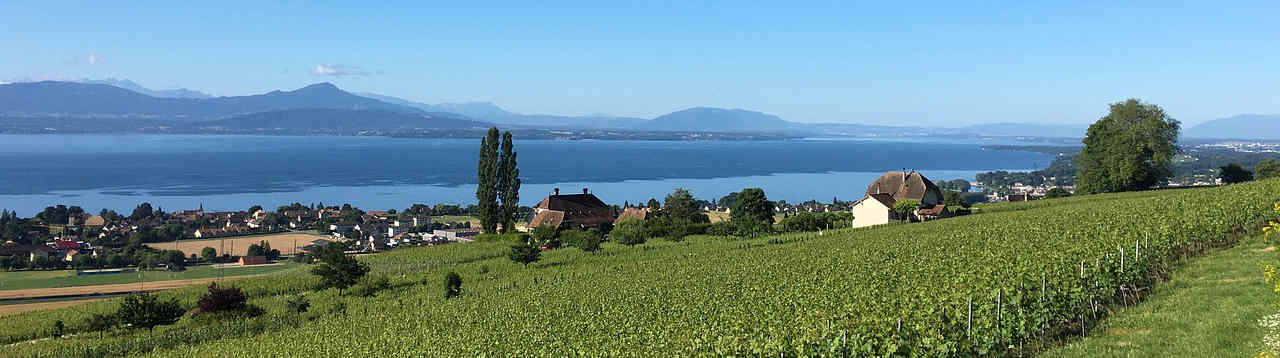 vineyard-1560967_128035